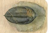 Flying Zlichovaspis Trilobite - Atchana, Morocco #323411-3